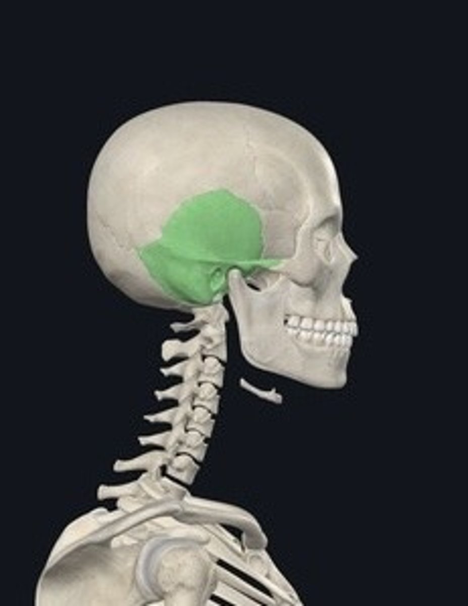 <p>Bones located at the sides of the skull.</p>