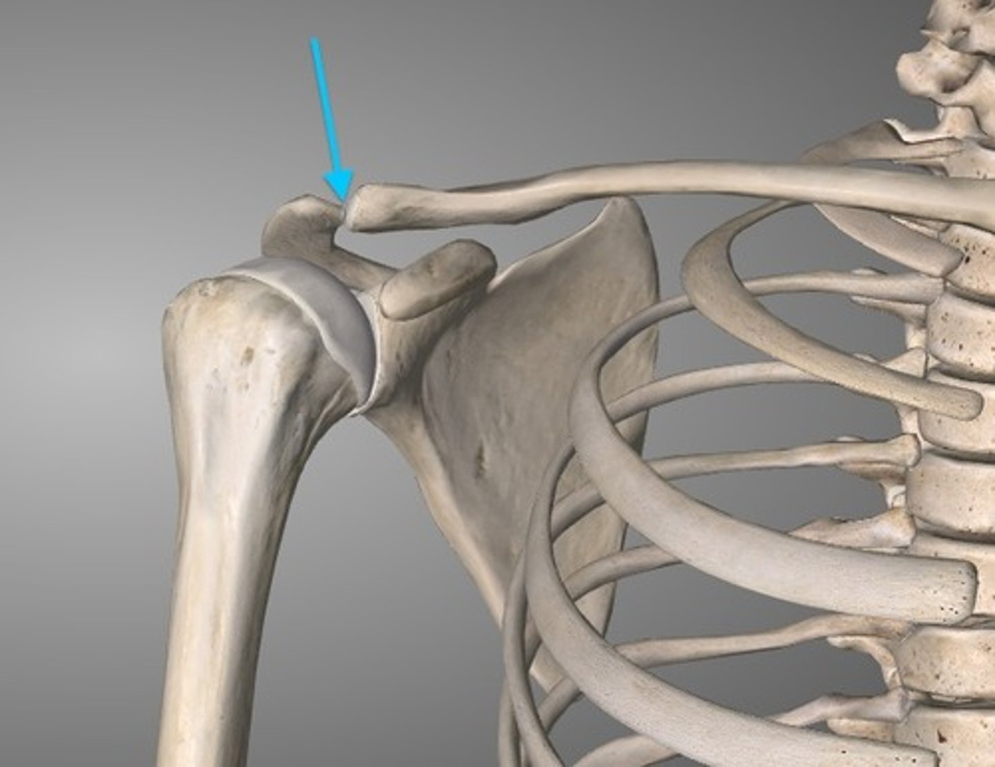 <p>acromion of scapula &amp; acromial end of clavicle</p>