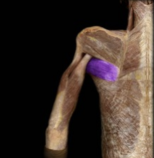 <p>Extends, adducts, and medially rotates the arm.</p>