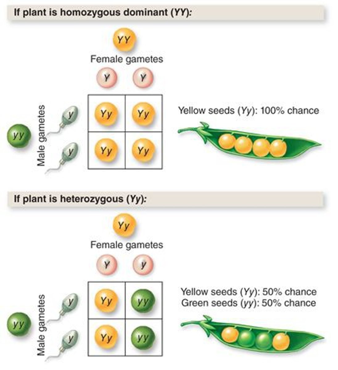 <p>Used to predict offspring traits</p>