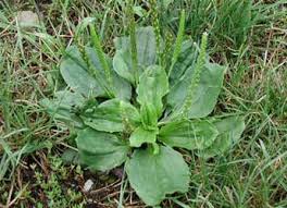 <p><span>&nbsp;Perennial weed with broad, oval leaves and tall flower spikes.</span></p>