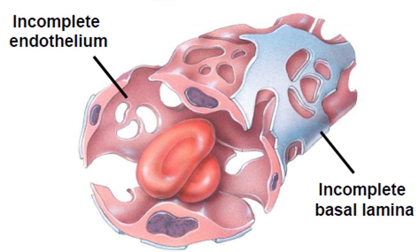 <p>most leaky capillaries with large intercellular clefts, liver is a good example, allow large molecules to pass between blood and surrounding tissues</p>