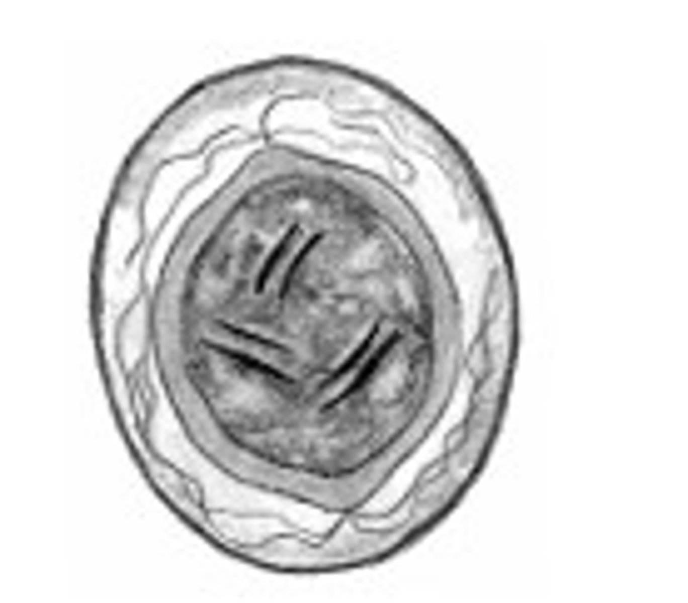 <p>Identify the parasite</p>