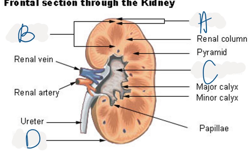 <p>Which structure is indicated by D</p>