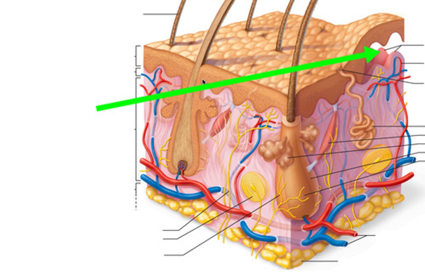 <p>a fingerlike projection of the dermis that may contain blood capillaries or Meissner corpuscles (of touch)</p>