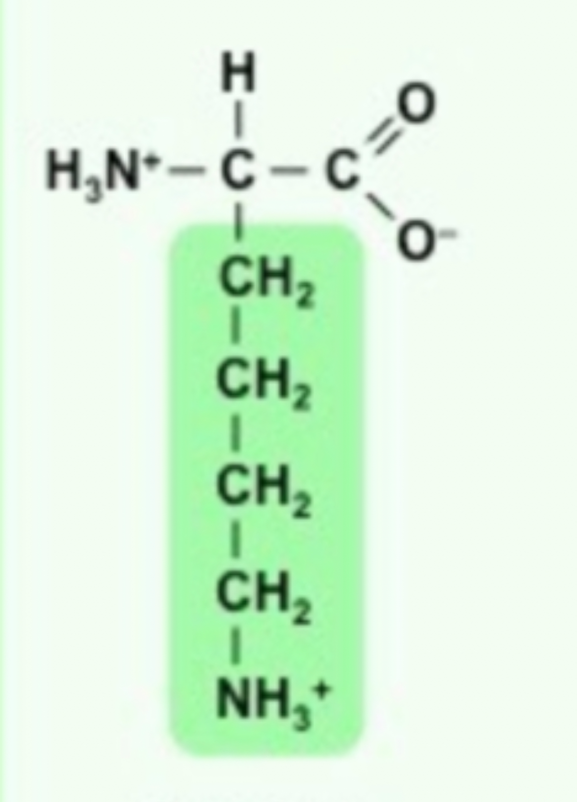 <ul><li><p><strong>CH2 (x4)</strong></p></li><li><p><strong>NH3+</strong></p></li></ul>