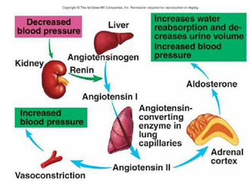 <ul><li><p>The body releases hormones to correct the blood volume:</p><ul><li><p><strong>ADH (antidiuretic hormone)</strong>: Increases water reabsorption in kidneys.</p></li><li><p><strong>Aldosterone</strong>: Increases sodium (and water) retention.</p></li><li><p><strong>ANP (atrial natriuretic peptide)</strong>: Promotes salt and water excretion when blood volume is too high.</p></li></ul></li><li><p><strong>Kidney Response</strong>:<br>Kidneys adjust the amount of water and salts reabsorbed or excreted in urine. This helps either conserve or eliminate fluids.</p></li><li><p><strong>Thirst Mechanism</strong>:<br>When blood volume is low, the brain triggers thirst so you drink more water to restore volume.</p></li><li><p><strong>Vasoconstriction or Vasodilation</strong>:<br>Blood vessels can narrow (vasoconstriction) to maintain pressure if blood volume is low, or widen (vasodilation) if volume is high.</p></li></ul><p></p>