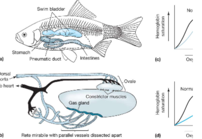 <p>physoclistous </p>