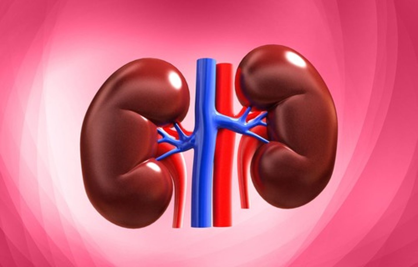 <p>Elimination of drugs from the body.</p><p>- Primary organ responsible: Kidney, then liver and bowel.</p>