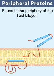 <p>Peripheral Proteins</p>