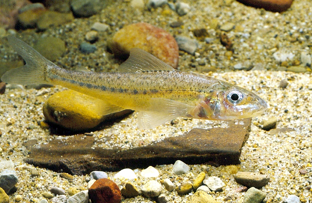 <p>Trout perch; adipose fin, ctenoid scales</p>