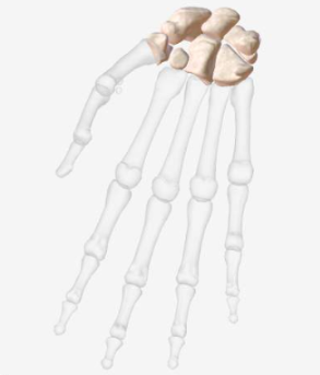 <p>WHAT IS THIS TYPE OF BONE?-</p><p>-cube shaped with vertical and horizontal dimensions being approximately equal.</p><p>-Consist of mostly spongy bone</p><p>-The outside surface is a thin layer of compact bone.</p><p>*RIGHT CARPALS SHOWN</p>