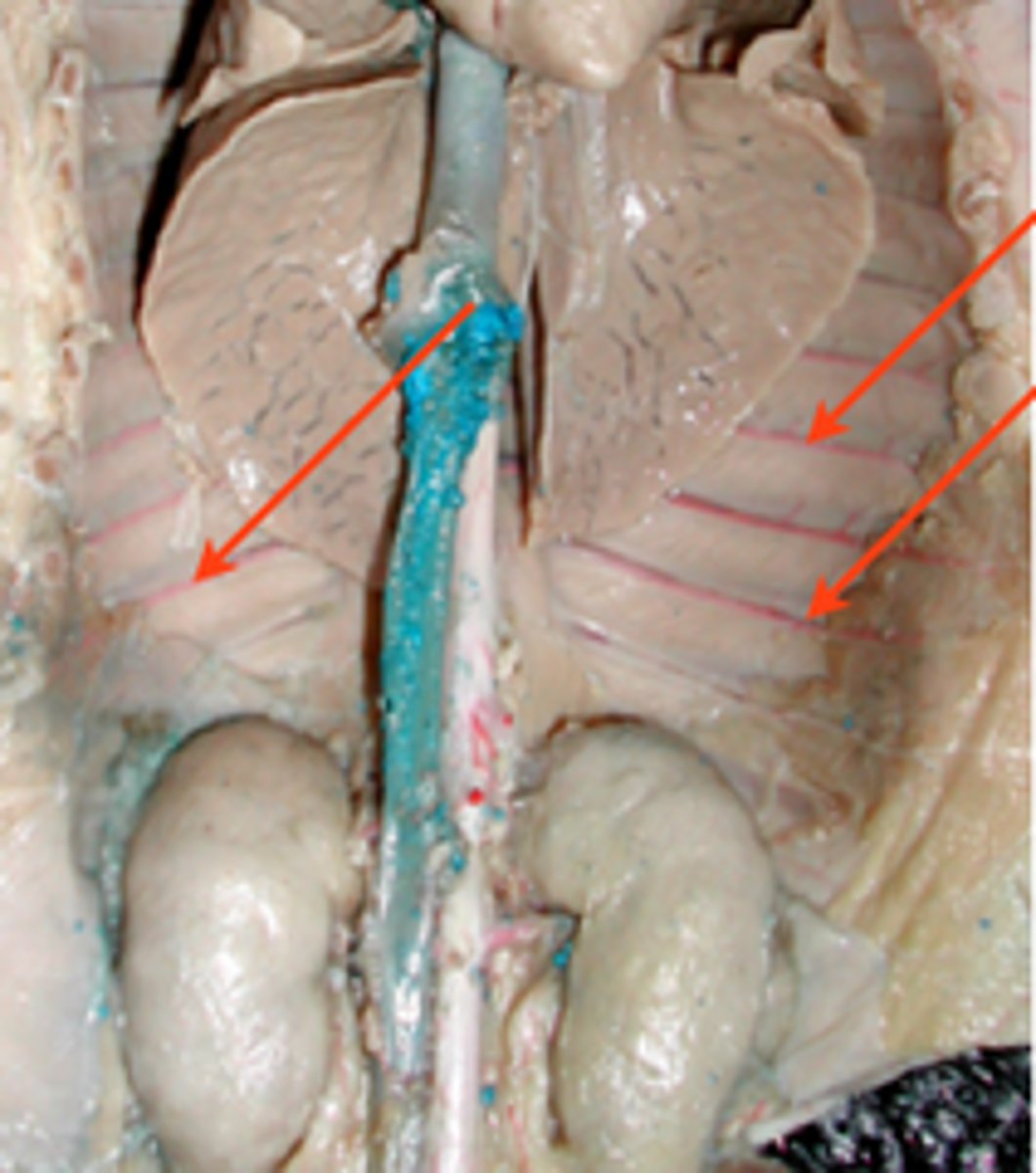 <p>What is the name of these structures?</p>