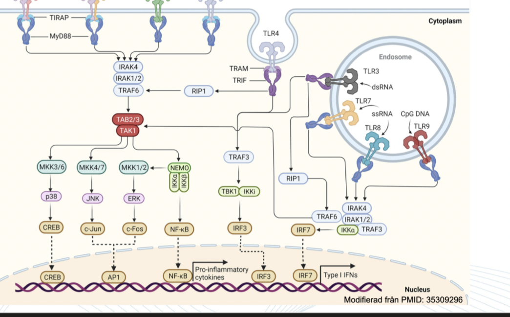 <ul><li><p><strong>MyD88</strong>: Aktiverar transkriptionsfaktorn NF-κB som kommer initiera ett proinflammatoriskt svar med cytokiner. Även AP1 aktiveras.</p></li><li><p><strong>TRIF</strong>: Aktiveras via TLR på endosomer. TRIF kommer att aktivera transkription av typ I interferon (<strong>IFN-𝛼</strong> och <strong>IFN-𝛽) </strong>via IRF3 och IRF7. </p></li></ul>