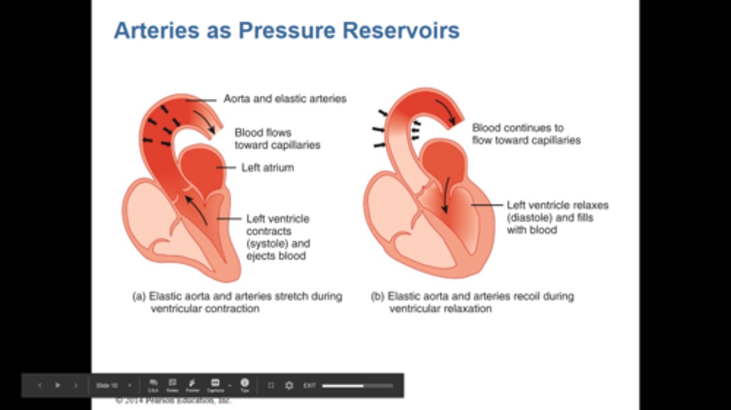 <p>the temporary storage of potential energy by elastic arteries as their walls are stretched by the incoming surge of blood, followed by the release of kinetic energy as the vessels recoil, which moves blood through the arteries</p>