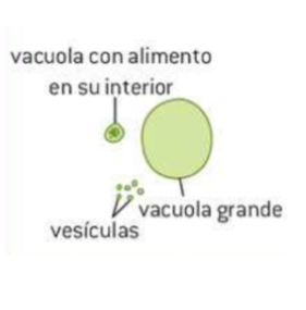 <p>Función: <mark data-color="purple">Almacenar líquidos.</mark></p><ul><li><p>Membrana plasmática</p></li></ul>