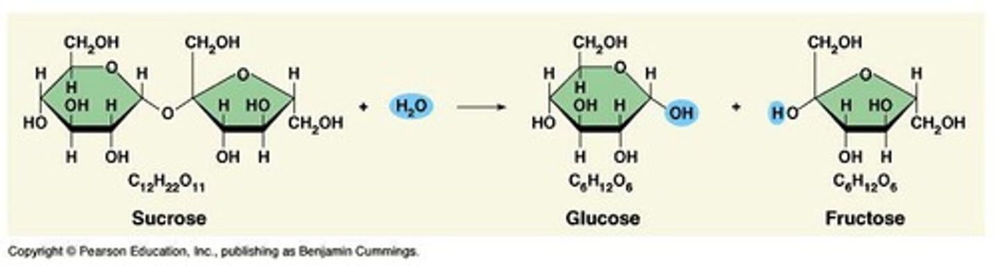 <p>A catabolic process that breaks down molecules.</p>