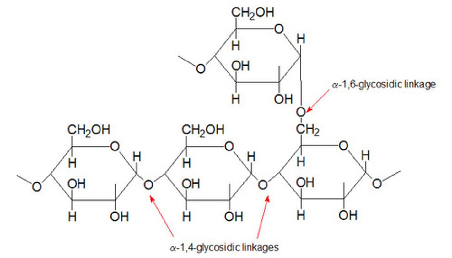 <p>-Storage form of glucose</p><p>-found in liver and muscle</p><p>-glucose units linked by alpha 1,4 bonds</p>
