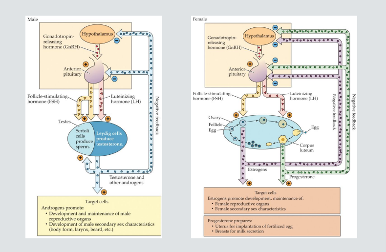 <p>Carries GnRH from the hypothalamus to the anterior pituitary (see Neuroendocrine System: Gonads)</p>