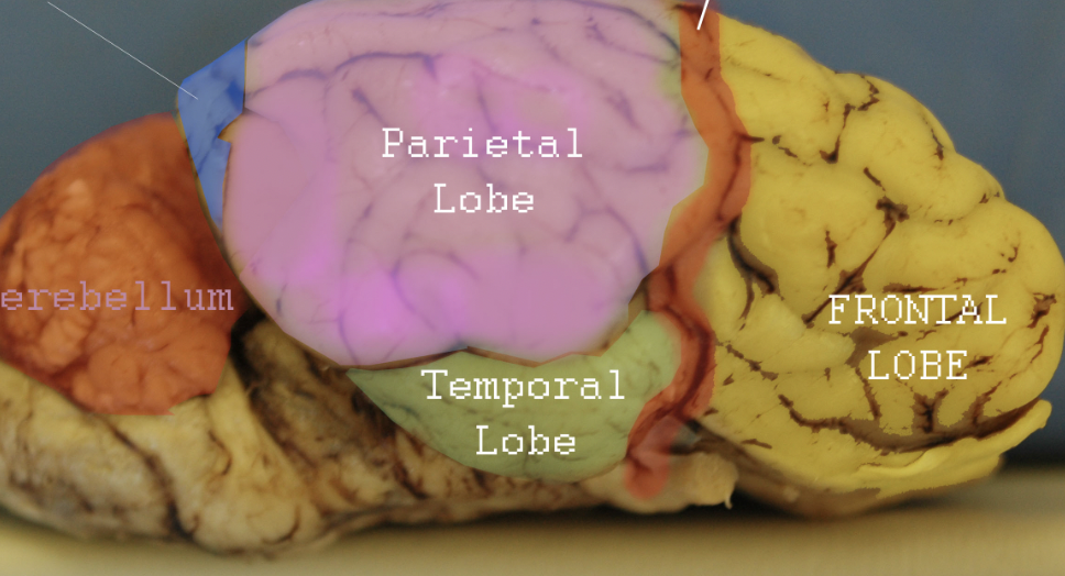 <p>What divides the frontal lobe and parietal lobe? </p>