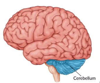 <p><span>Receives sensory information from the body and integrates it with motor commands from the brain to produce smooth, coordinated movements.</span></p>