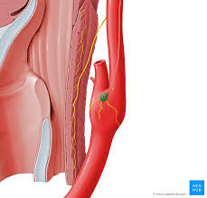<p><span>Name this structure</span></p>