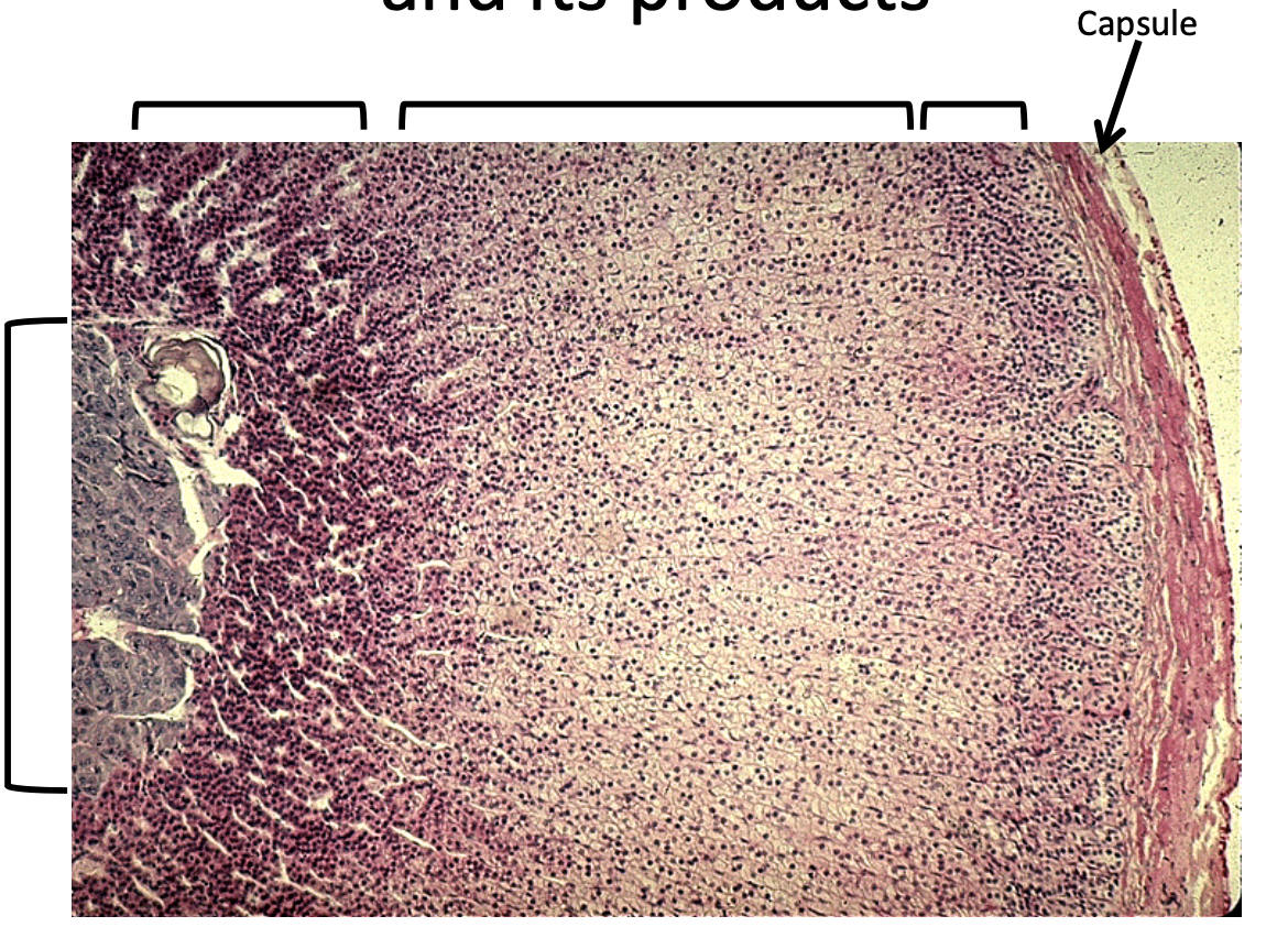 <p>parts of the adrenal gland</p>