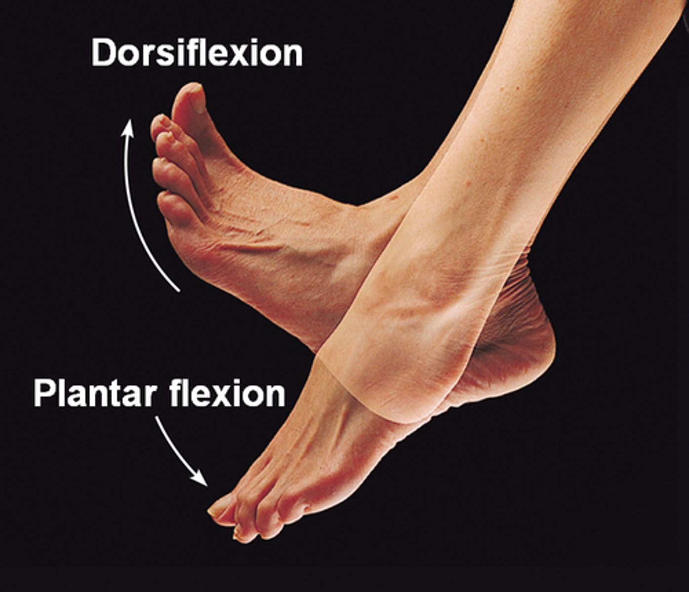 <p>bends the foot upward at the ankle, toes up</p>
