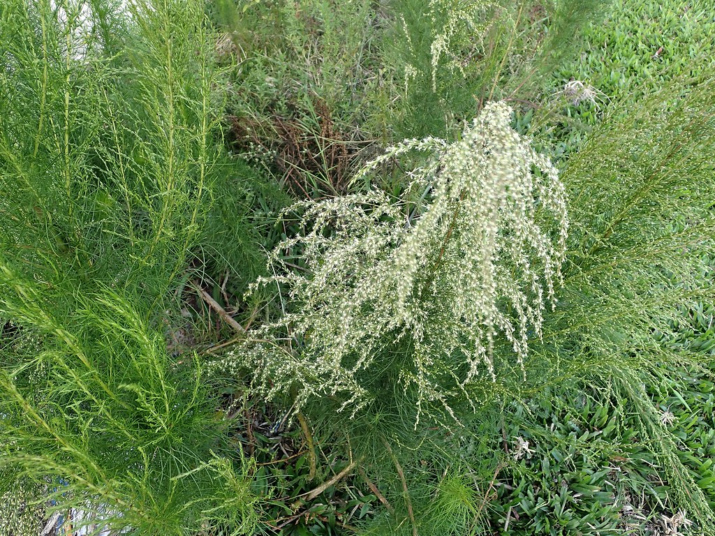 <p>Dog fennel</p>