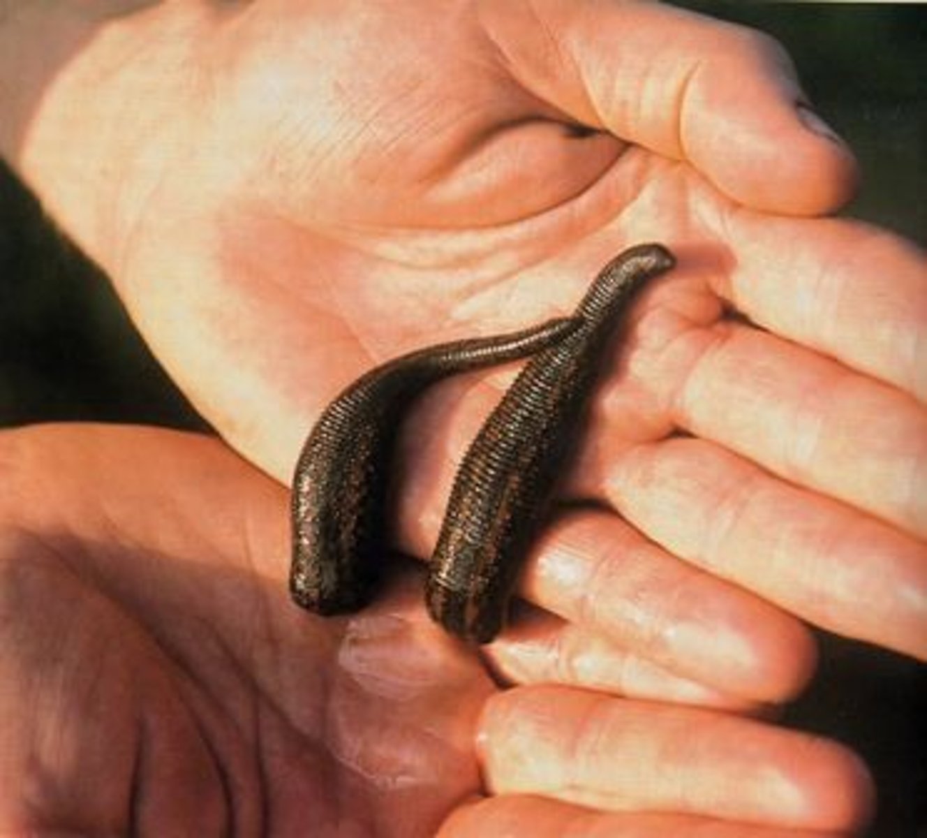<p>Lives in or on a host, feeding slowly and weakening it without immediate lethality.</p><p>Example: tapeworm in intestines, louse on mammals</p>