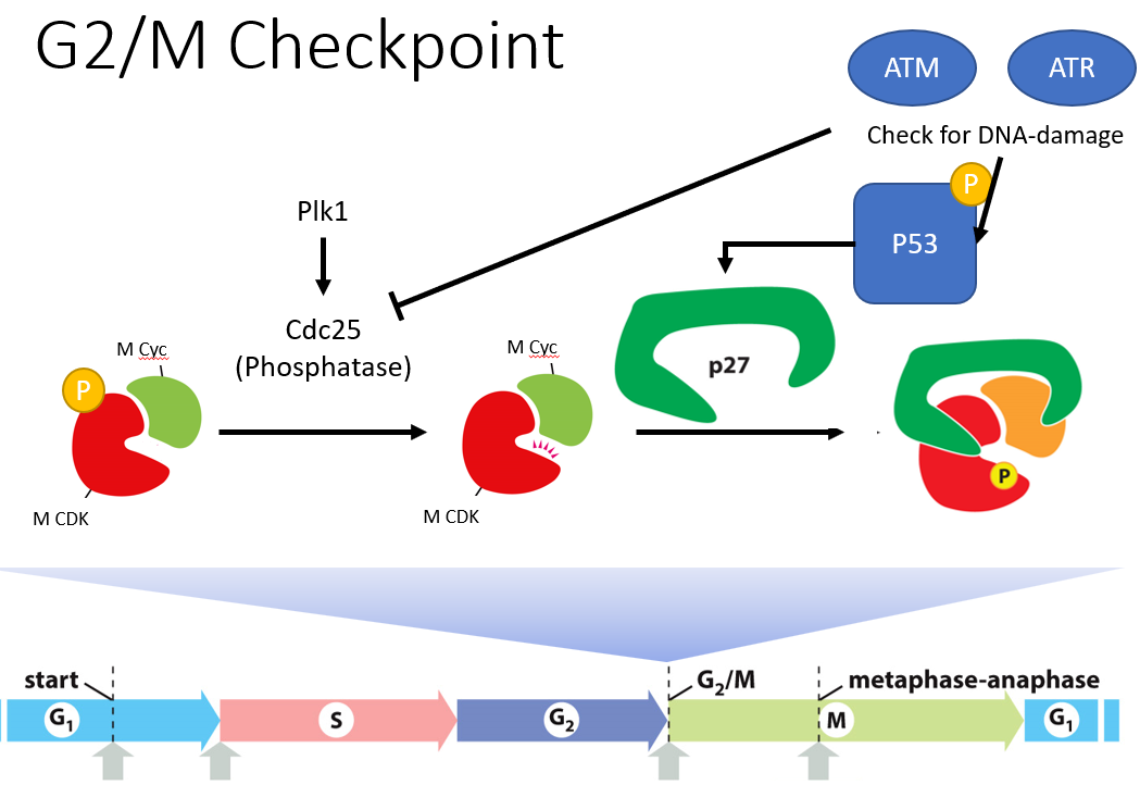 __checks for__: DNA fully replicated

\
**ATM** and **ATR** check for DNA replication (unreplicated DNA looks like damage).

\
__If damage__:

* activate **p53**, activate **p27**, inactivate **M Cdk-cyclin**
* ATM and ATR inhibit **Cdc25**, which keeps M Cdk-cyclin from being activated