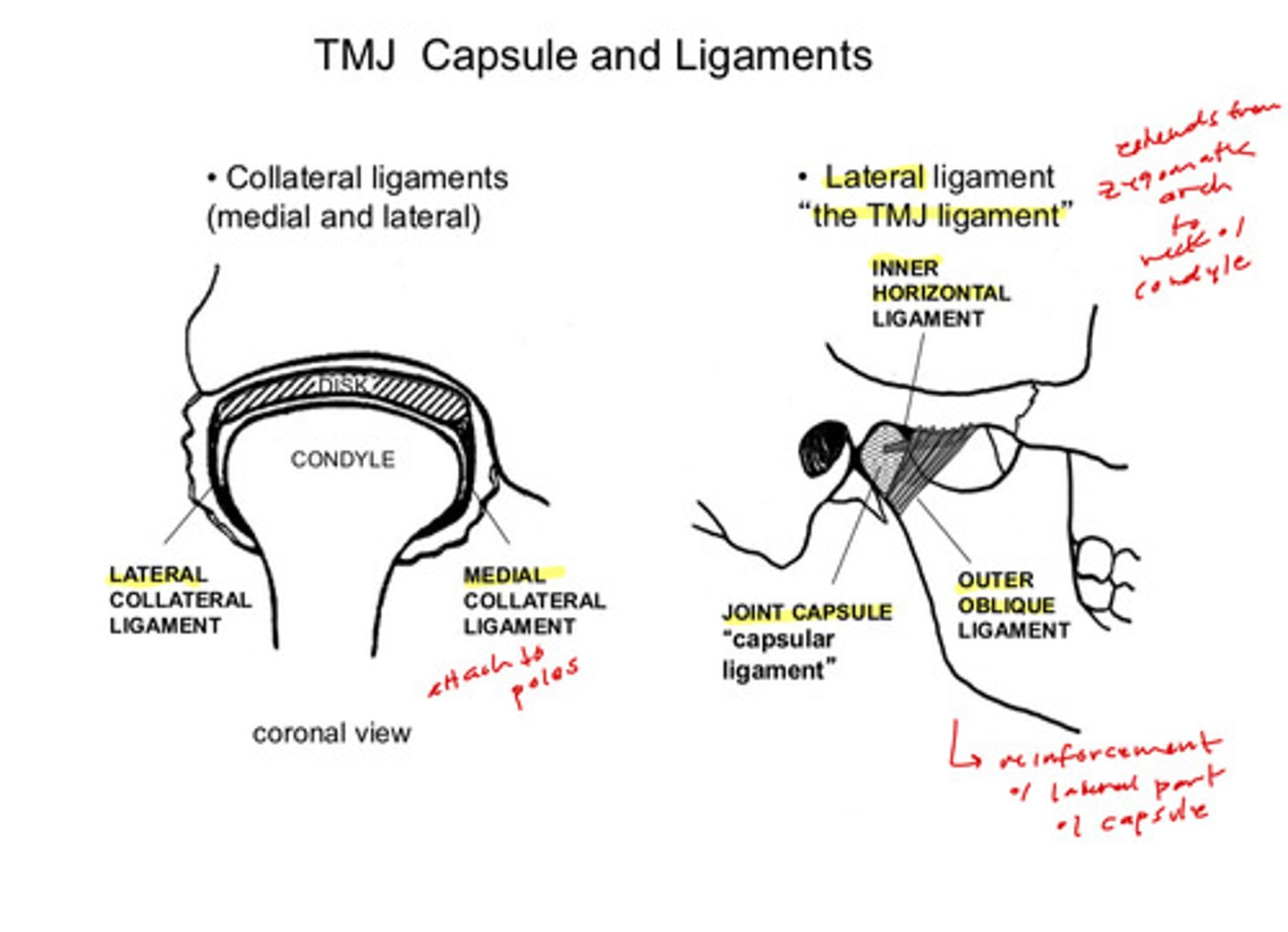 <p>has an outer oblique ligament (larger) and an inner horizontal ligament (smaller)</p>