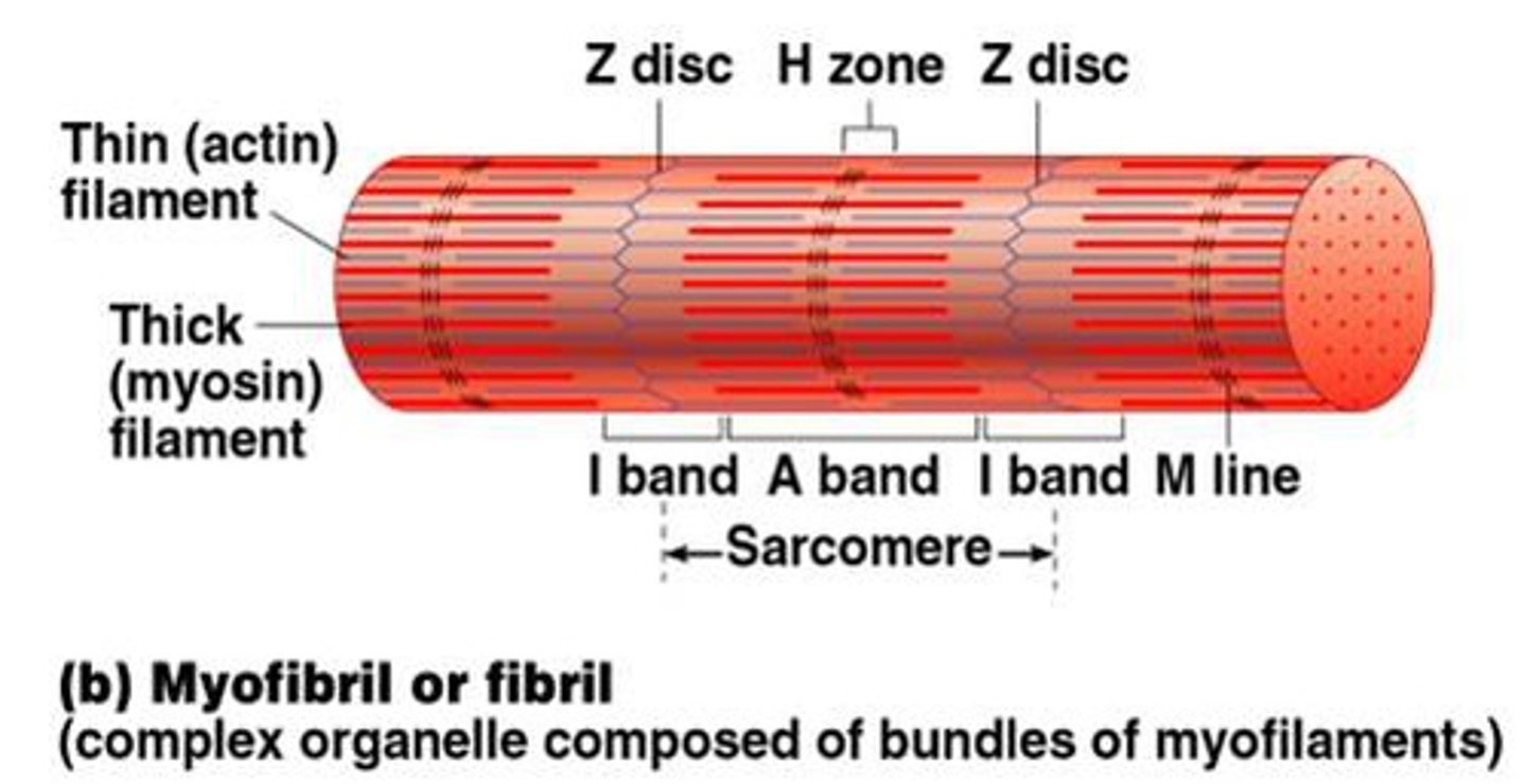 <p>smallest "atomic" contractile units of skeletal muscle fibers</p><p>runs from Z line to Z line</p><p>runs from each half I band to half I band with an A band in the middle</p>