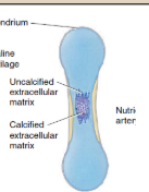<p><span>Once chondroblasts become deeply buried in the cartilage extracellular matrix, they are called chondrocytes. The cartilage model grows in length by continual cell division of chondrocytes, accompanied by further secretion of the cartilage extracellular matrix. As the cartilage model continues to grow, chondrocytes in its midregion hypertrophy (increase in size) and the surrounding cartilage extracellular matrix begins to calcify.</span></p>