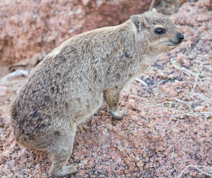 <p>Etosha NP, Spitzkoppe, Sesriem, Bethanie, Fish River Canyon, Orange river, Western Cape, Cape Town, Kruger NP</p>