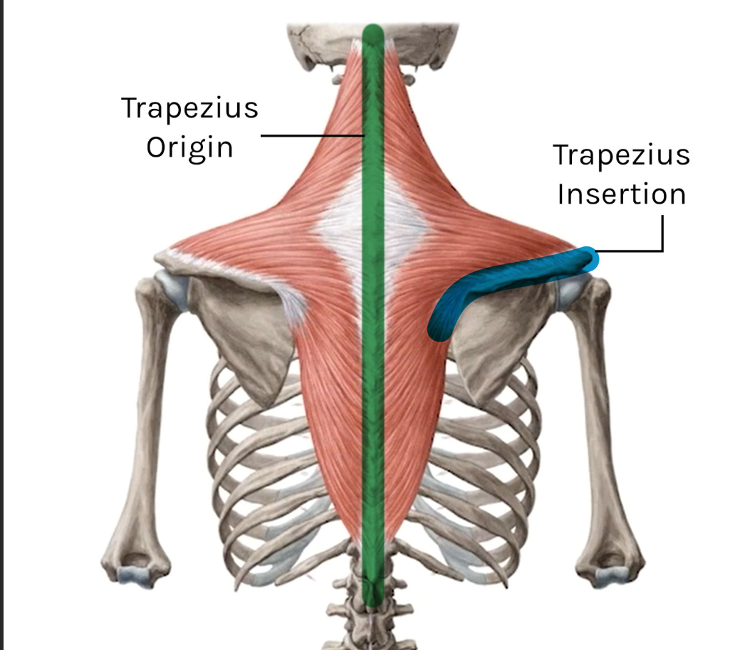 <p>Trapezius insertion</p>