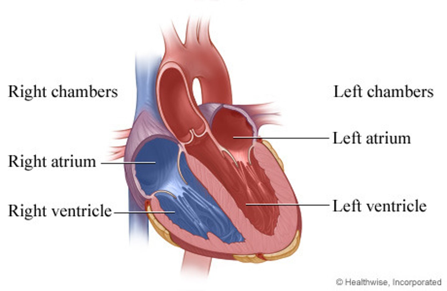 <p>Right/Left Atria (upper 2 chambers)</p><p>Right/Left Ventricles (Lower 2 chambers)</p>