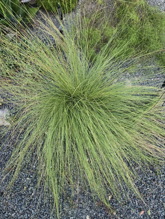 <p>Blades feel like pine needles</p>