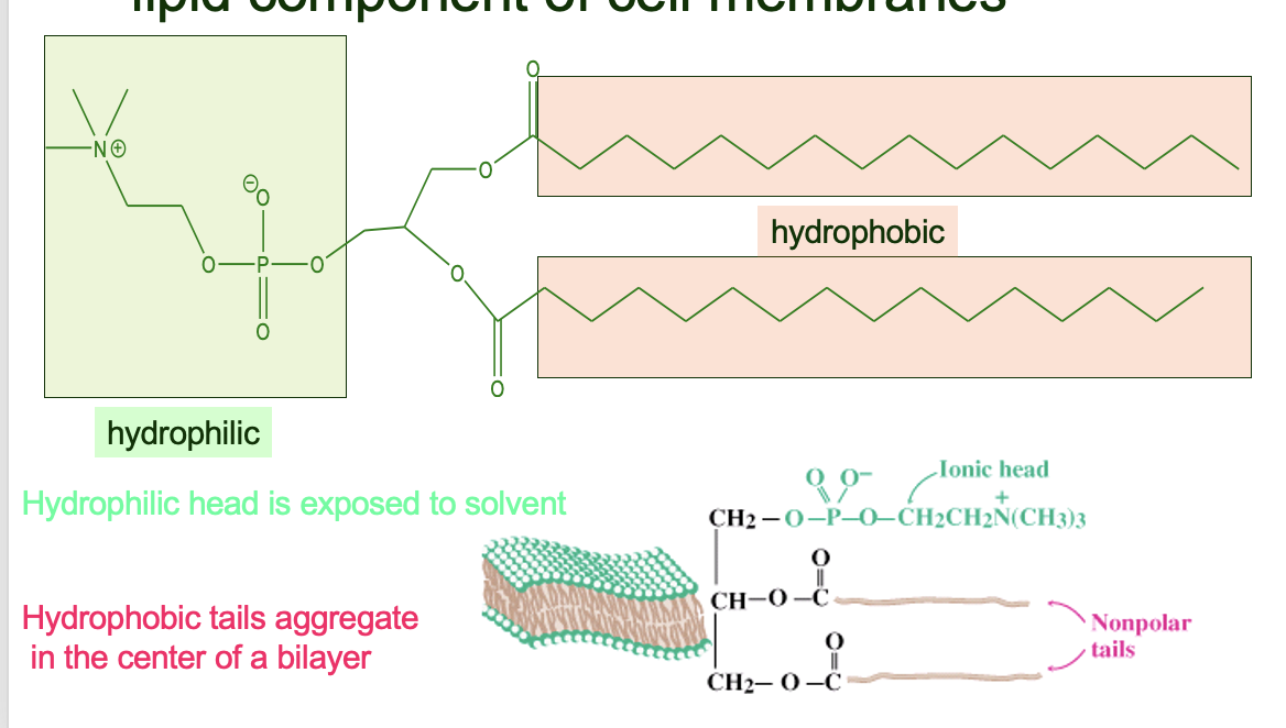 Upon hydrolysis *phospholipids* will yield:

* (2) Fatty Acids
* An alcohol (glycerol)
* One additional compound (phosphate)

phosphoglucerides comprise the major lipid component of cell membranes

\
yaya hydrophilic head exposed to solvent, hydrophobic tails aggregate in the centre of a bilayer
