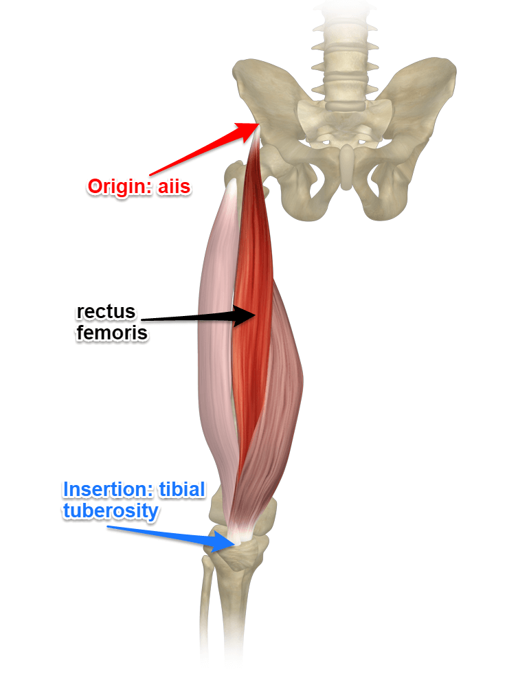 <p>one of the four quadriceps muscles of the human body; by acting on the hip joint, it helps with thigh flexion</p>