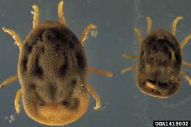 <p>ID external parasite</p>