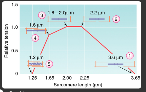 <p>x axis = sarcomere length (um) </p><p>y axis = relative tension </p><ul><li><p>most optimal is intermediate overlap and sarcomere length </p></li></ul><p></p>