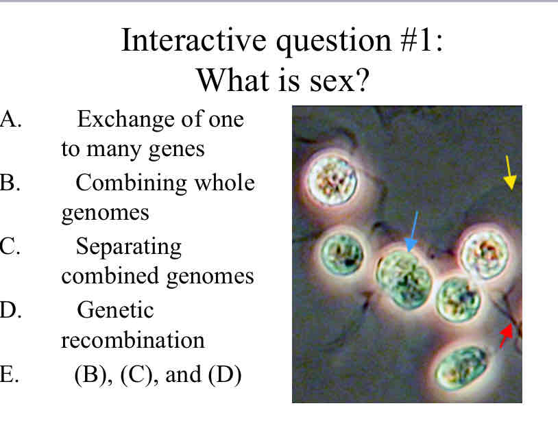 <p>Practice Question (Unicellular Eukaryotes) - What is sex ?</p>