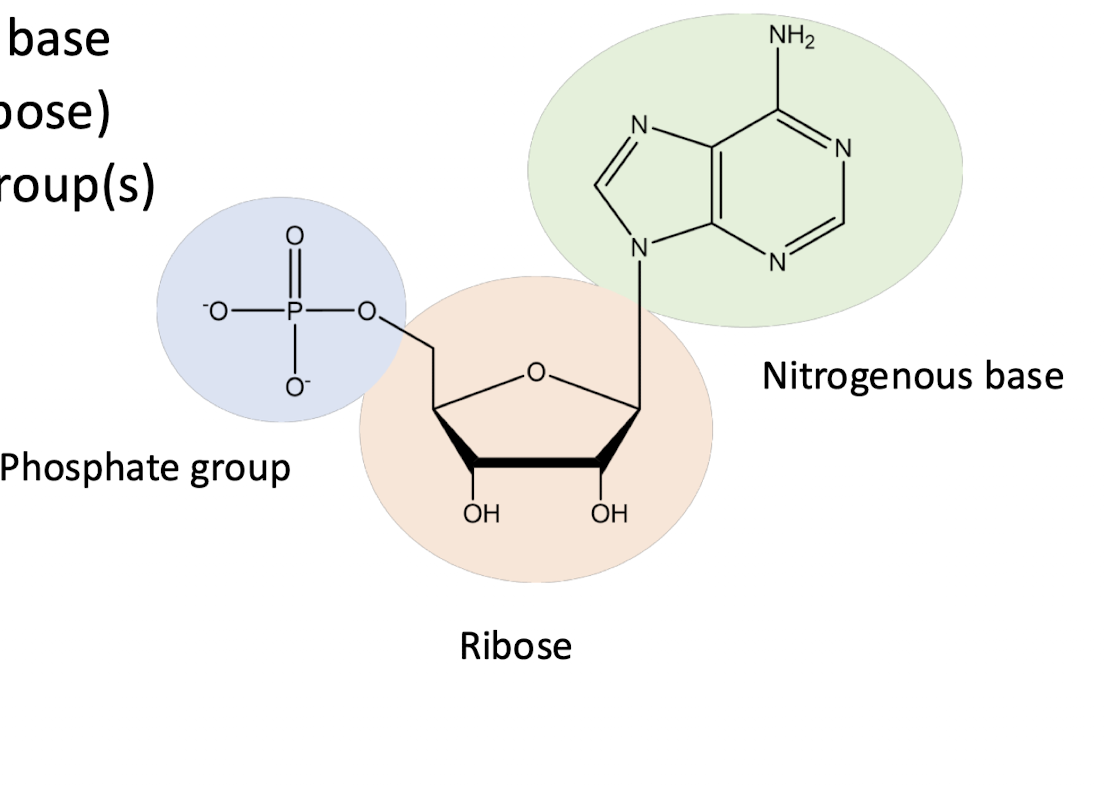 <ul><li><p>nitrogenous base</p></li><li><p>5-C sugar (ribose in RNA, deoxyribose in DNA where one OH is not present)</p></li><li><p>phosphate group</p></li></ul><p></p>