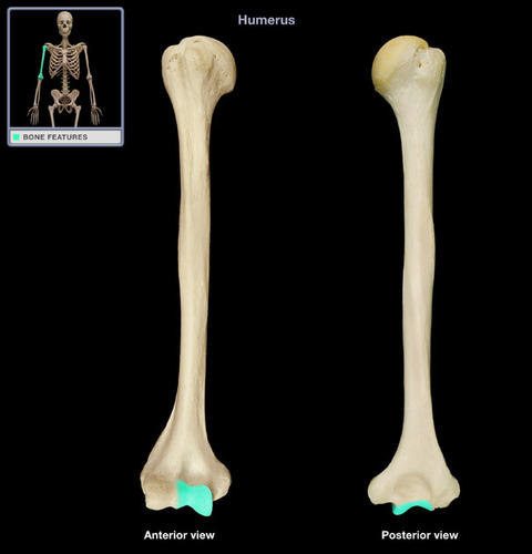 <p>distal &amp; medial side of humerus</p>