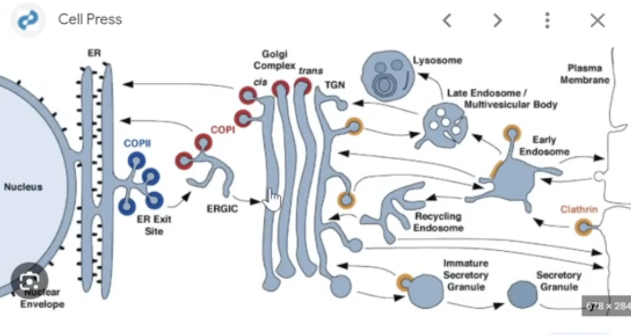 <ul><li><p>vesicles are used to transport materials and proteins to different parts of the cell, to know where they are going they need specialized coats</p></li><li><p>Coat protein complexes: I &amp; II go in different directions</p></li><li><p>Both COPII &amp; COPI operate on the cis face of the Golgi (the side facing the ER)</p></li></ul><p>COPII:</p><ul><li><p>ER —&gt; Gogli (<span>Anterograde)</span></p></li><li><p>delivers <strong>newly made proteins</strong><span> for processing and packaging</span></p></li></ul><p>COPI: </p><ul><li><p>Golgi —&gt; ER (<span>Retrograde)</span></p></li><li><p>returns <strong>mistakenly sent proteins</strong><span> or recycle machinery</span></p></li></ul><p></p><p></p>