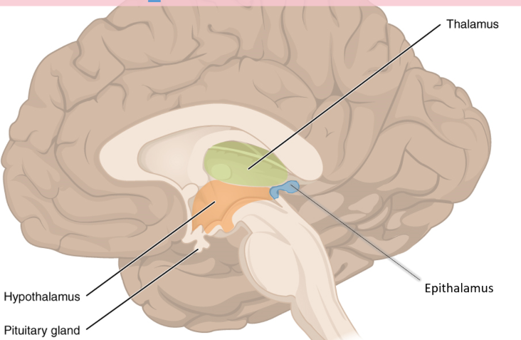 <ul><li><p>near posterior portion of epithalamus </p></li><li><p>melatonin production </p></li></ul><p></p>