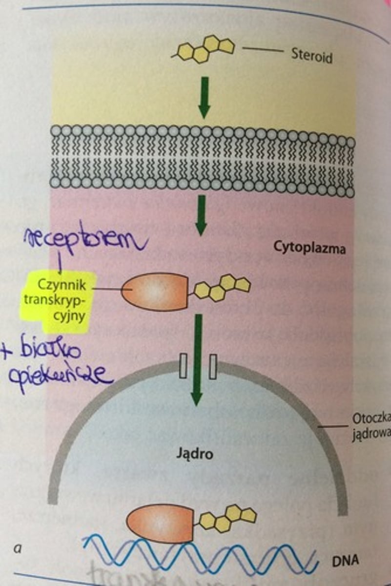 <p>takie hormony łatwo przenikają przez błonę&nbsp;kom. i wiążą się z receptorem w jądrze komórkowym. Receptorem jest często czynnik transkrypcji związany z białkami opiekuńczymi. Związanie receptora z hormonem uczynnia białka opiekuńcze, które zmieniają kształt cząsteczki receptora i odłączają się od niego, odsłaniając miejsce wiązania DNA. </p>