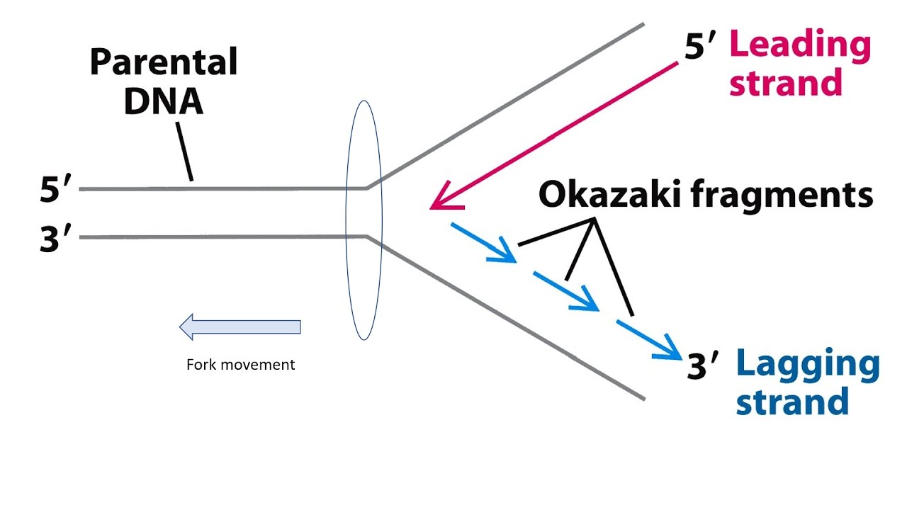 <p>DNA Polymeráza III dokáže tvořit novou molekulu DNA pouze <strong>v jednom směru</strong>. Proto se na opožďujícím řetězci tvoří tzv. <strong>Okazakiho fragmenty</strong>, což jsou krátké úseky syntetizované ve stejném směru jako na vedoucím řetězci. Tyto fragmenty jsou poté pospojovány DNA ligázou a vytvořen nový řetězec.</p>