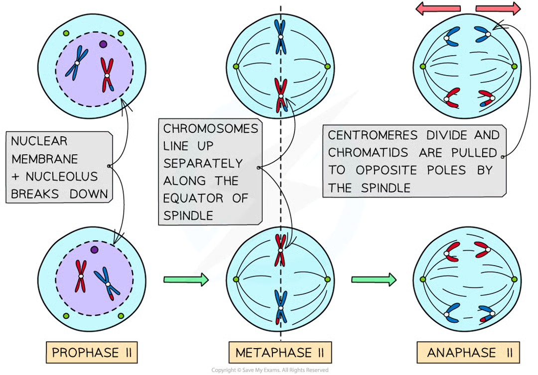 <ul><li><p>chromosomes line up in single file along equator of spindle</p></li></ul><p></p>